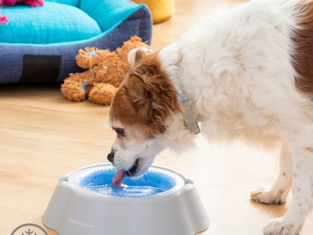 Cooling Pet Water Bowl Freshty InnovaGoods Online Hot Sale